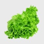 Lettuce